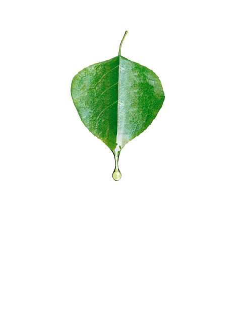 leaf top